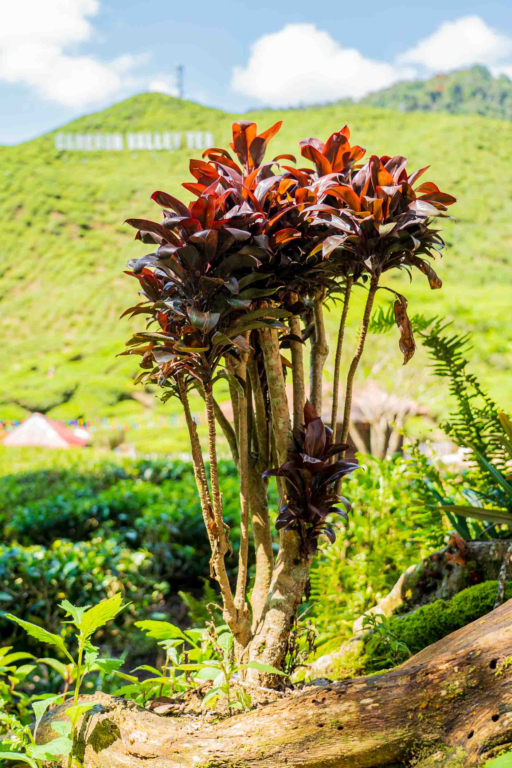 Photography — Green Valley · Nature & Details