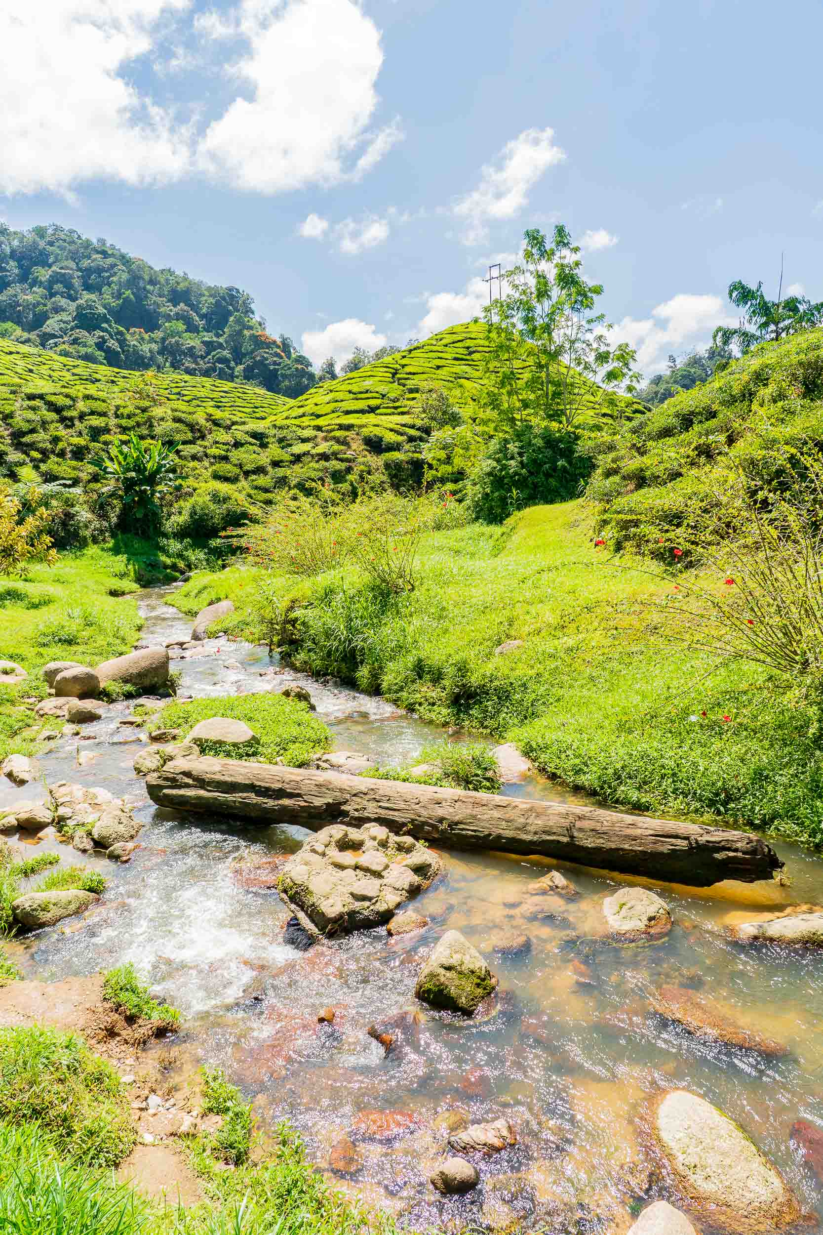 Photography — Green Valley · Nature & Details