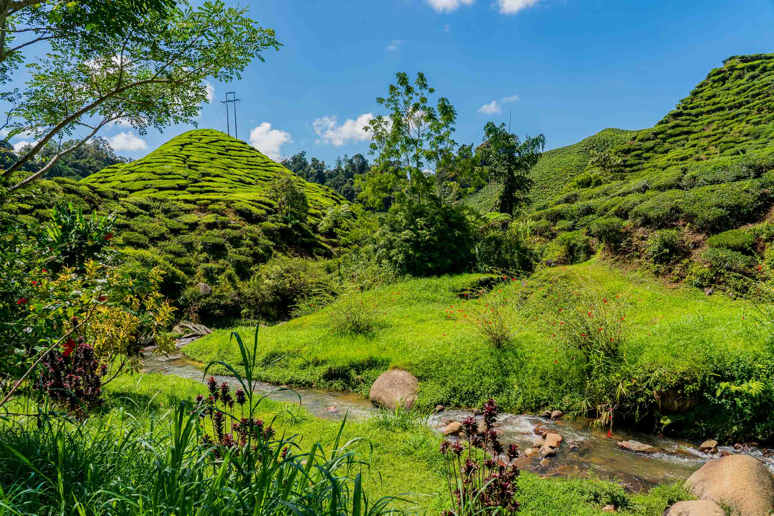 Photography — Green Valley · Nature & Details