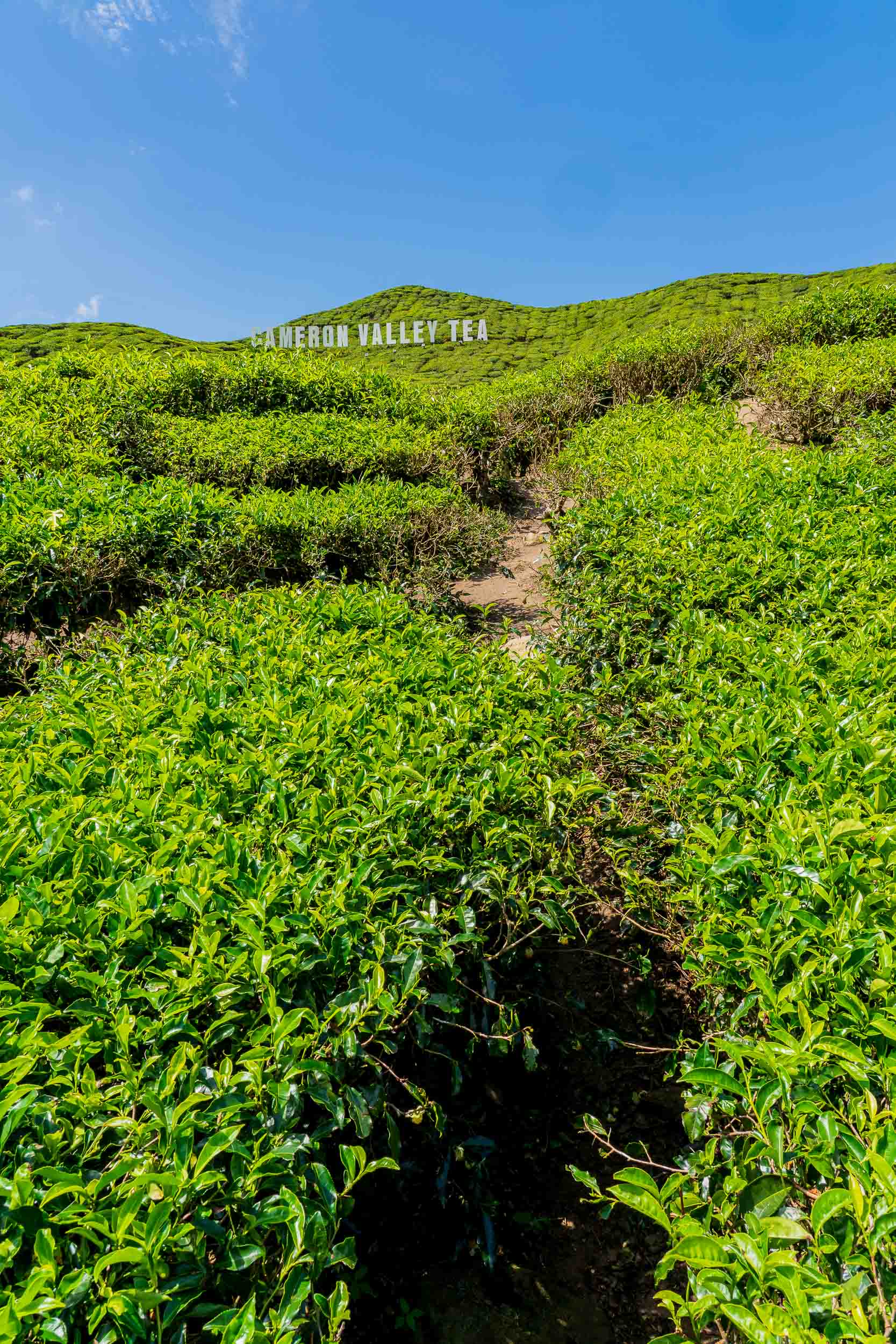 Fotografie — Green Valley · Nature & Details